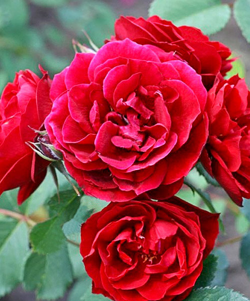 Роза кустовая Хоуп фо Хьюманити